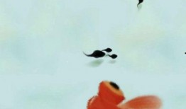 墨虾探蝌最新爆料,最新爆料背后的惊人真相